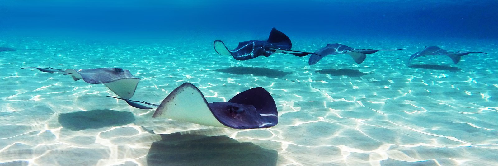 Best Stingray City Tours Grand Cayman Islands | George's ...