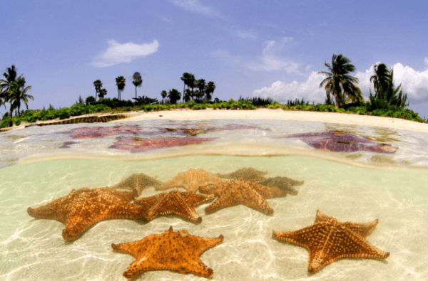 grand cayman starfish tour