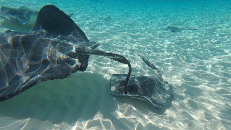 picture of stingrays underwater