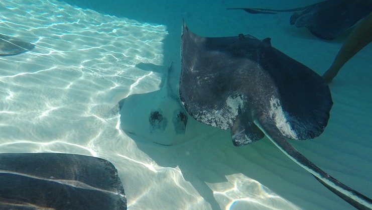 picture of three stingrays underwater