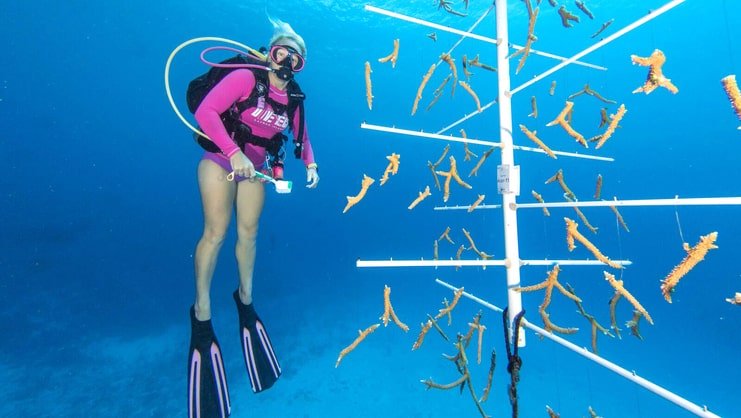 picture of women diving