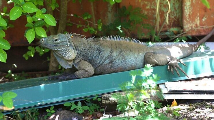 picture of a blue iguana