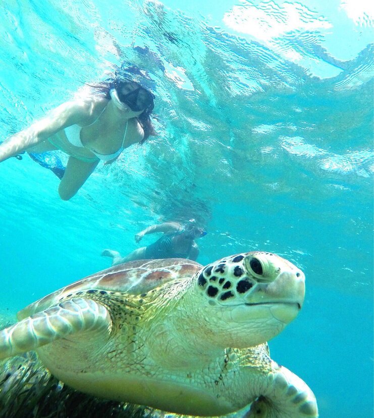 picture of turtle underwater with two snorkelers above the turtle 