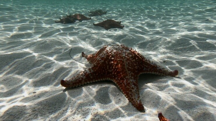 picture of four starfish underwater