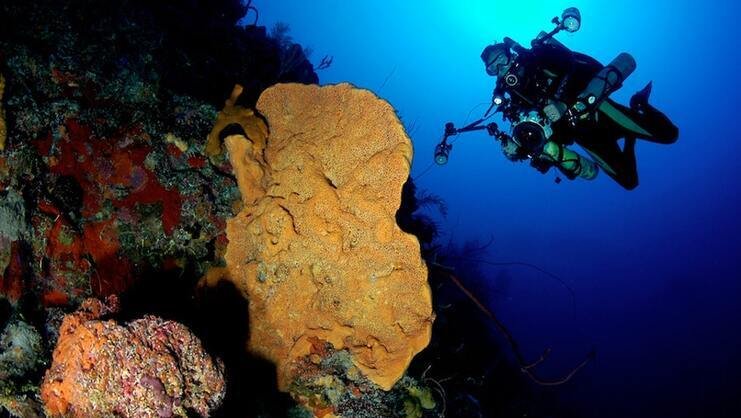 picture of diver and coral