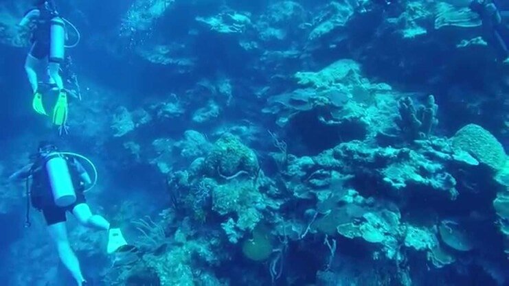 picture of two divers next to wall of coral