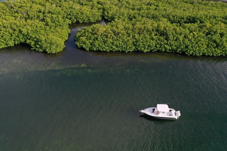 picture of boat in water with mangrove forest in background